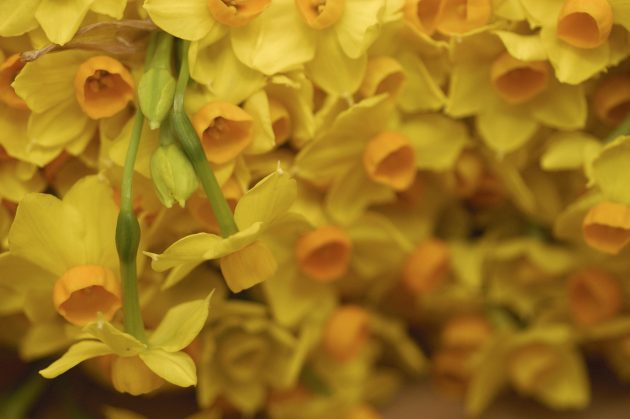 Bunches of narcissi in cloe up