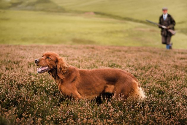 best gundog breeds from overseas