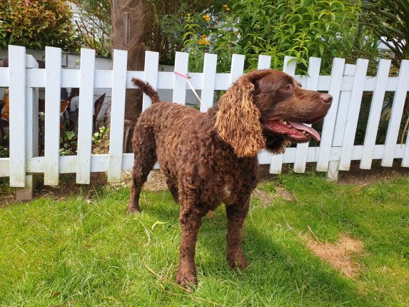 best gundog breeds from overseas