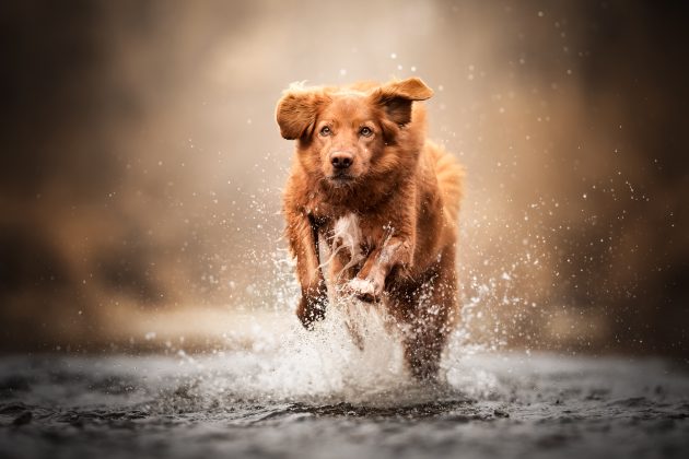 best gundog breeds from overseas