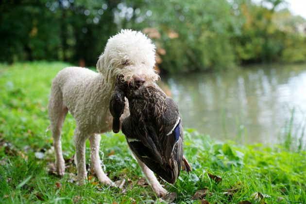 best gundog breeds from overseas