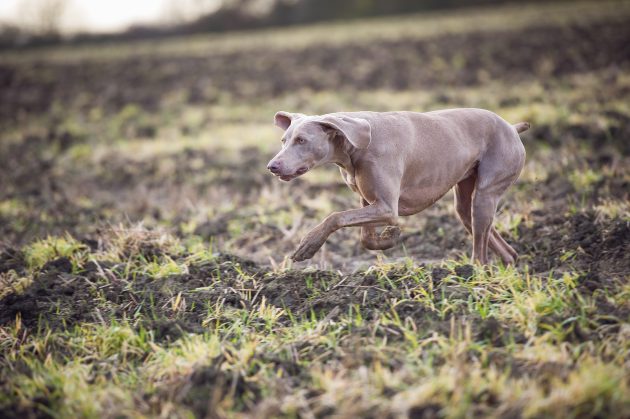 best gundog breeds from overseas