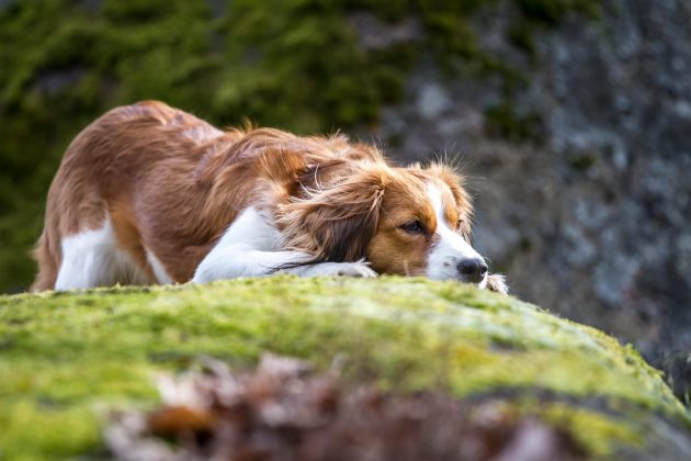 best gundog breeds from overseas