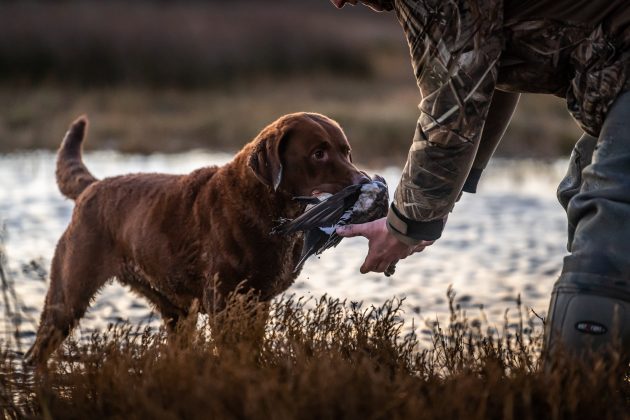 best gundog breeds from overseas