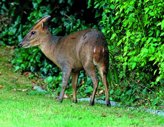 A muntjac at home in a garden