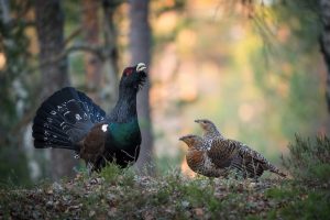 capercaillie