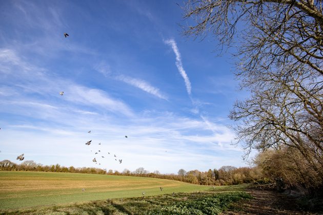 guide to pigeon shooting