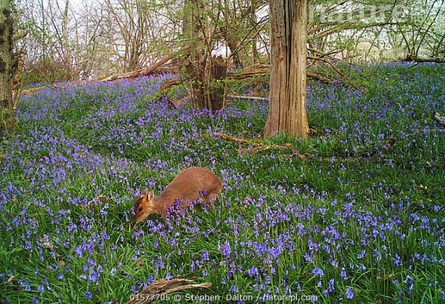 muntjac