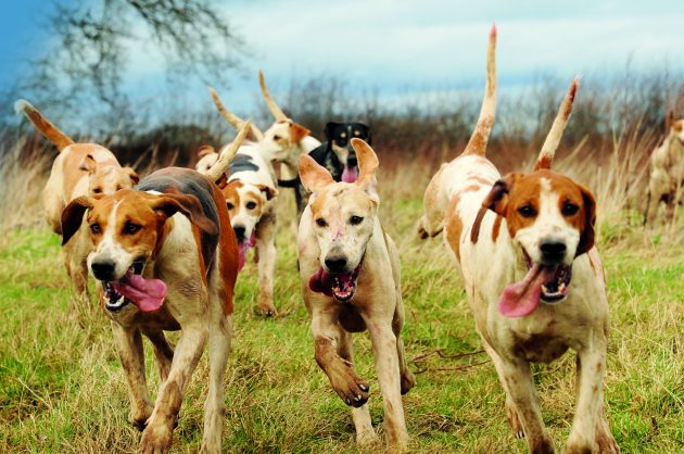 Meynell studied the breeding of hounds like a science