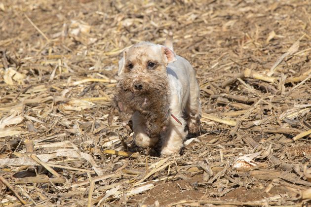 Sealyham terrier