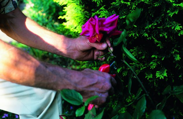 A gardener pruning a pink rose bush