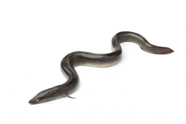 european eel