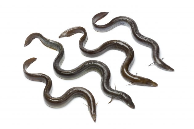 european eel
