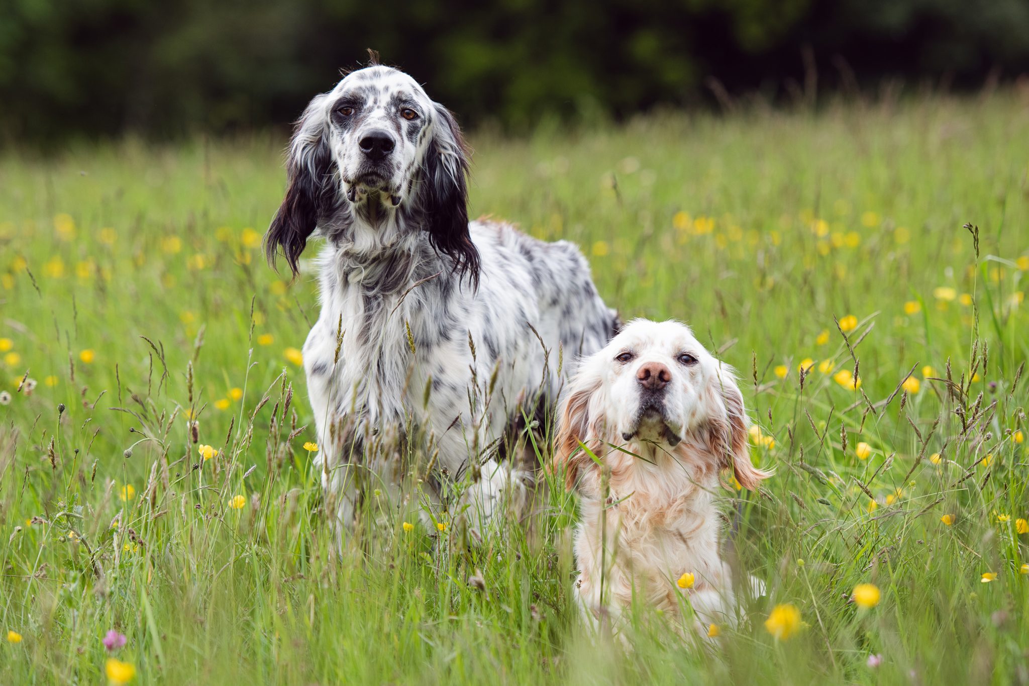 English Setters - The Field