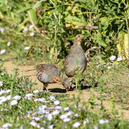 Partridge Count Scheme