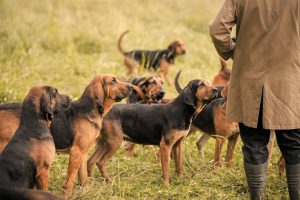 The Fife Bloodhounds