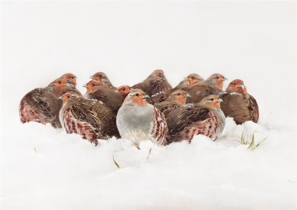 grey partridges christmas cards 