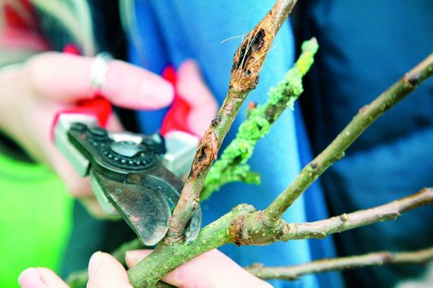 Pruning a diseased apple tree