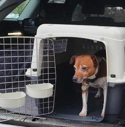 This kennel goes in the back of the car and comes in three different sizes