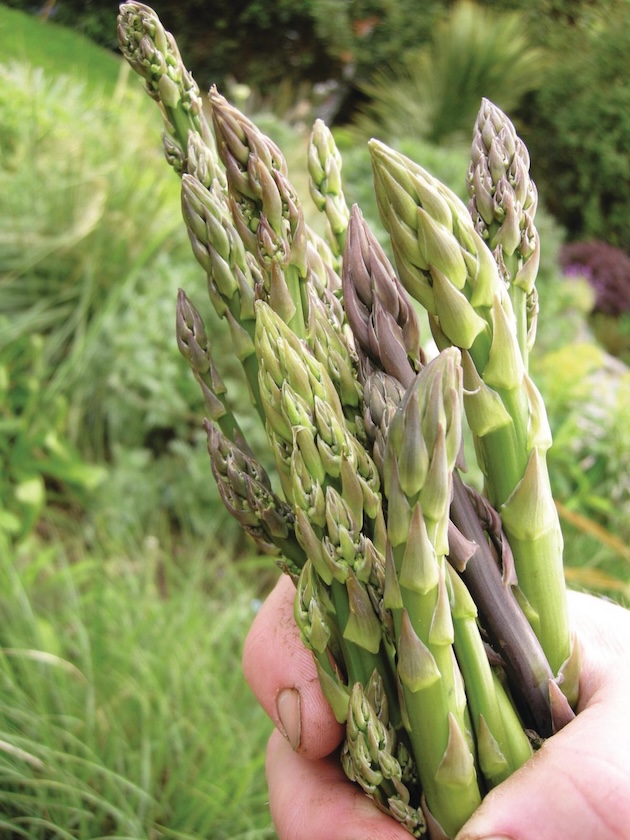 English asparagus