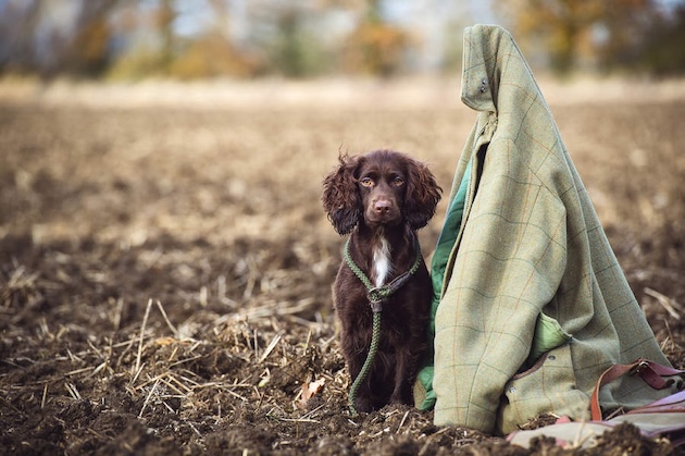 dog with shooting jacket