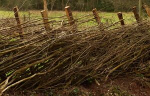 Hedgelaying