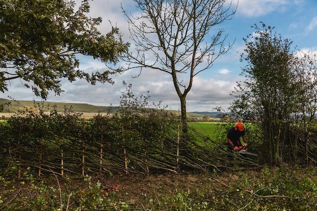 hedgelaying