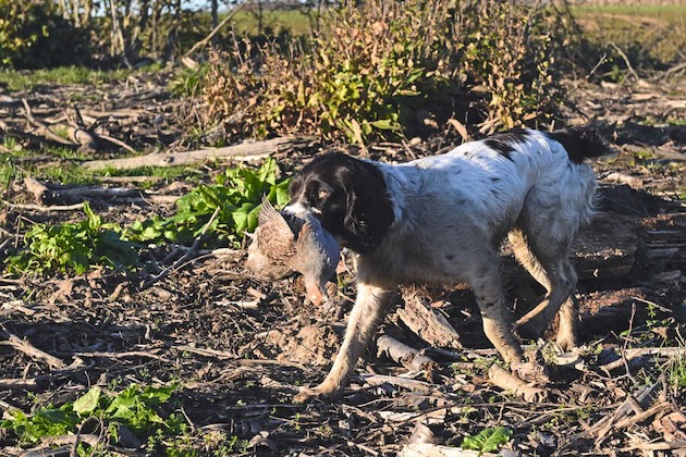 spaniel with grey partridge 