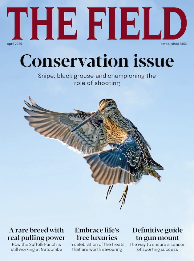 April 2025 issue of The Field