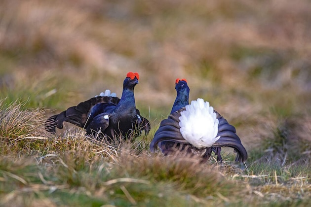 black grouse