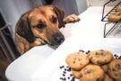 dog looking at chocolate chip cookies