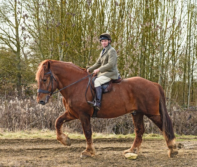 Suffolk Rural Equine The Suffolk Horse - thought to be the oldest breed in Britain