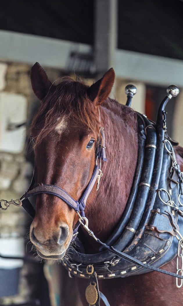 The Suffolk Horse Thought To Be The Oldest Breed In Britain The Suffolk Horse Thought To Be The Oldest Breed In Britain