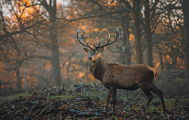 Red deer