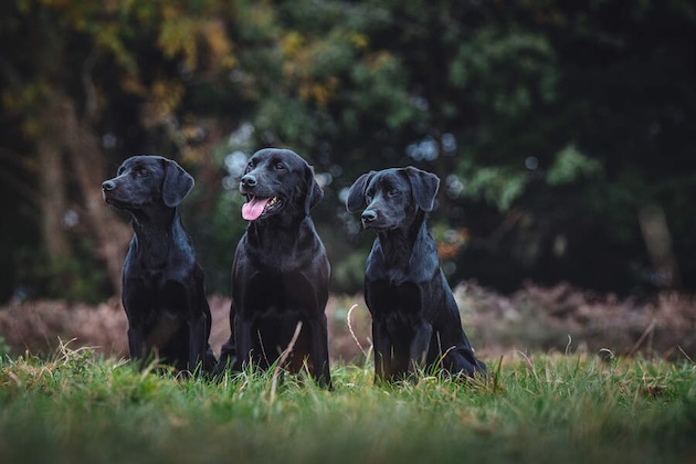 Black labradors 