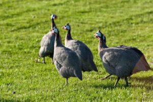 guinea fowl