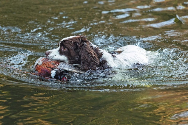 Springer spaniel swimming