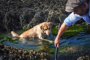 labrador in sea