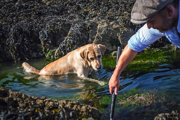 labrador in sea