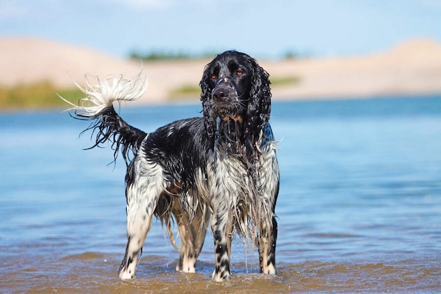 English setter