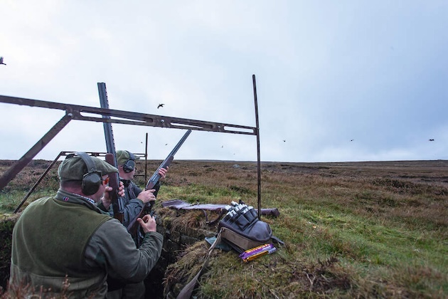 grouse shooting 