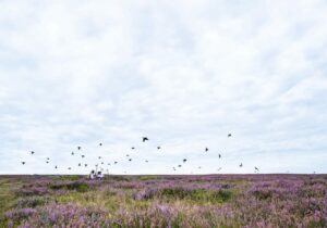 grouse flying