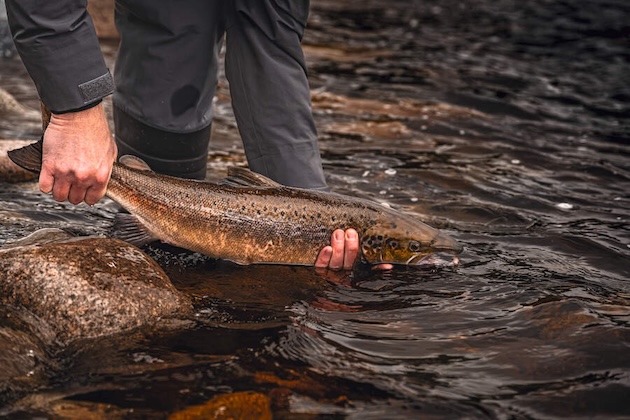 salmon