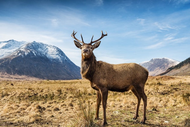 stag