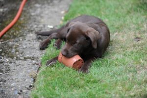 brown labrador puppy chewing