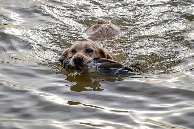 gundog with partridge swimming 