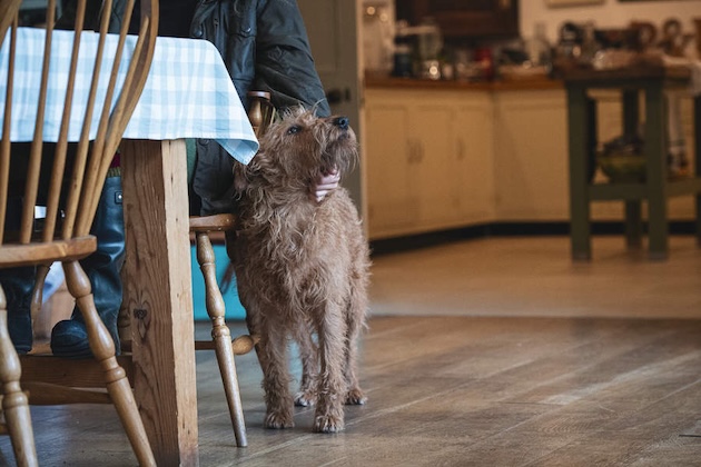 Irish terrier in kitchen 