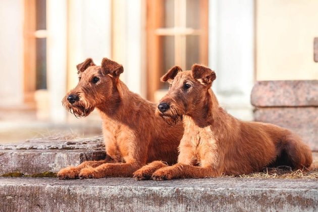 Irish terriers