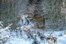 hunting hounds in frosty weather