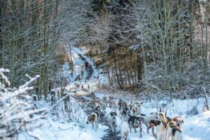hunting hounds in frosty weather